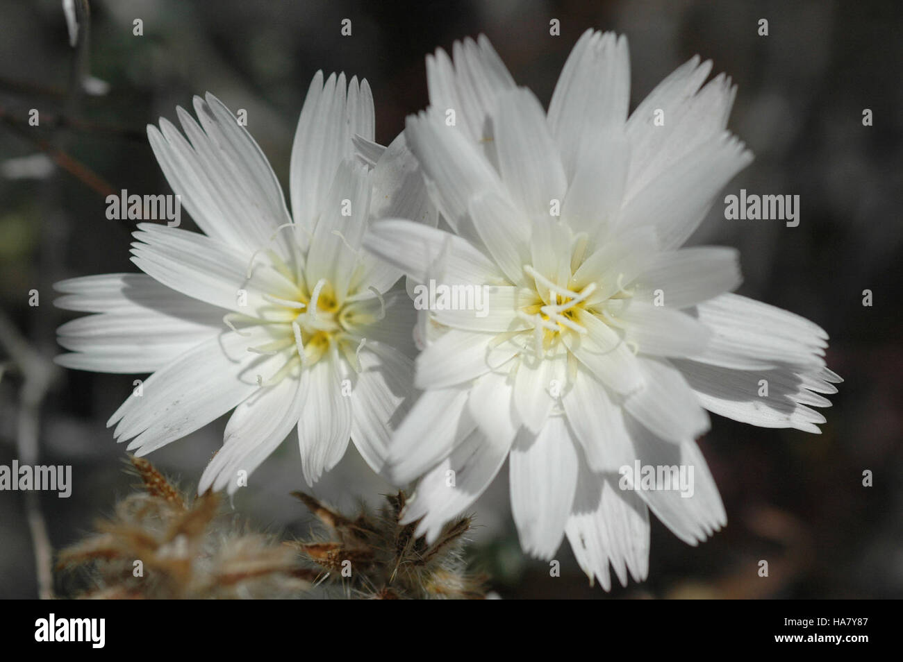 Die Wüste Nevadas wird jeden Frühling mit farbenfrohen Wildblumen zum Leben erweckt, darunter auch Arten wie Wüstenzichorie. Diese Wildblumen spielen eine wichtige Rolle im lokalen Ökosystem, indem sie Bestäuber unterstützen und die Artenvielfalt der Wüste verbessern. Stockfoto