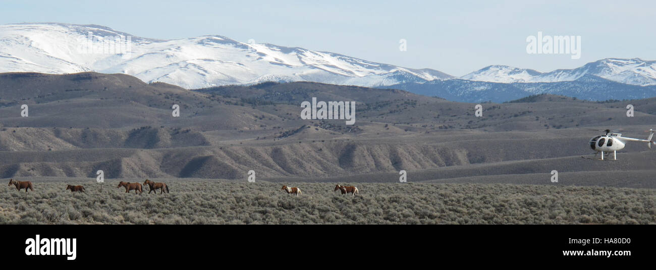 Blmnevada 5408378854 Photo Sequenz 3 - 18. Januar 2011 Stockfoto