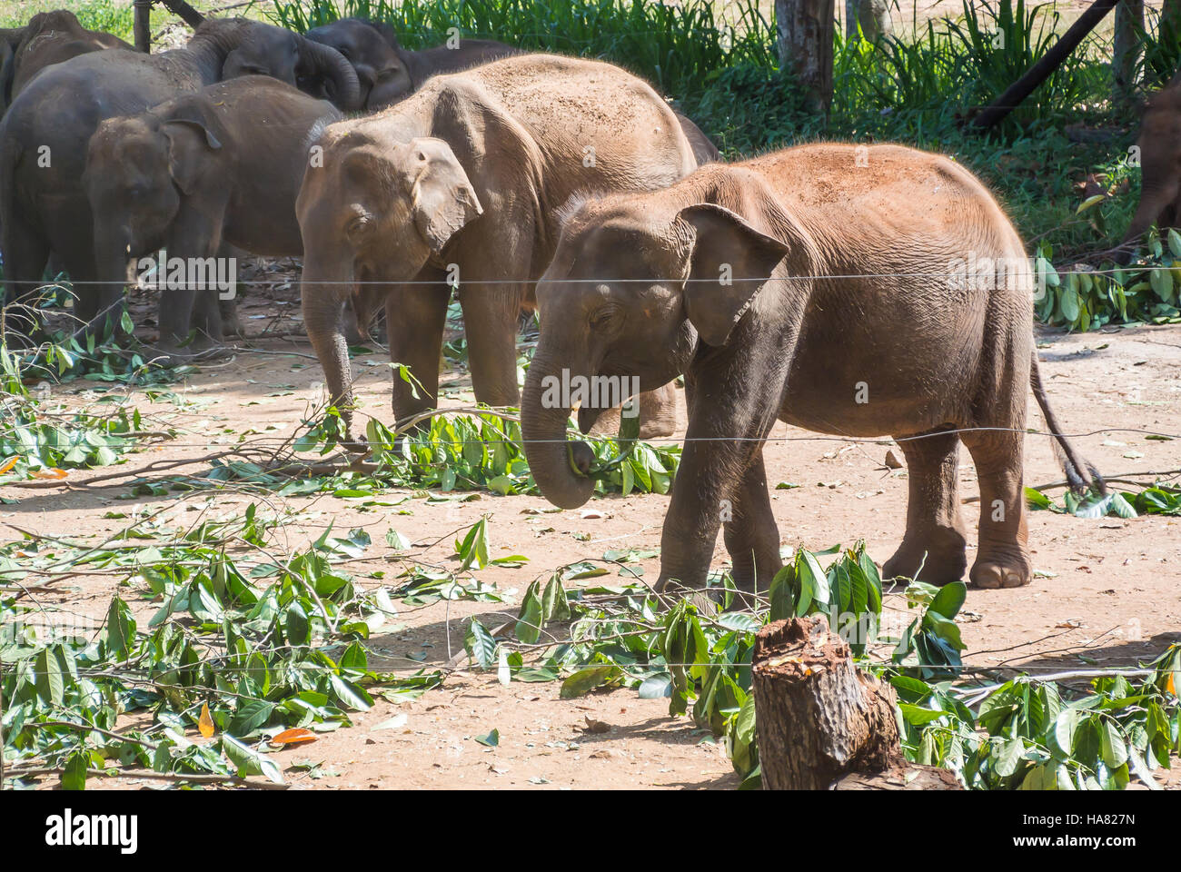 Baby Elefanten bei der Zuflucht in der Nähe von udawalawe National Park, Sri Lanka Stockfoto
