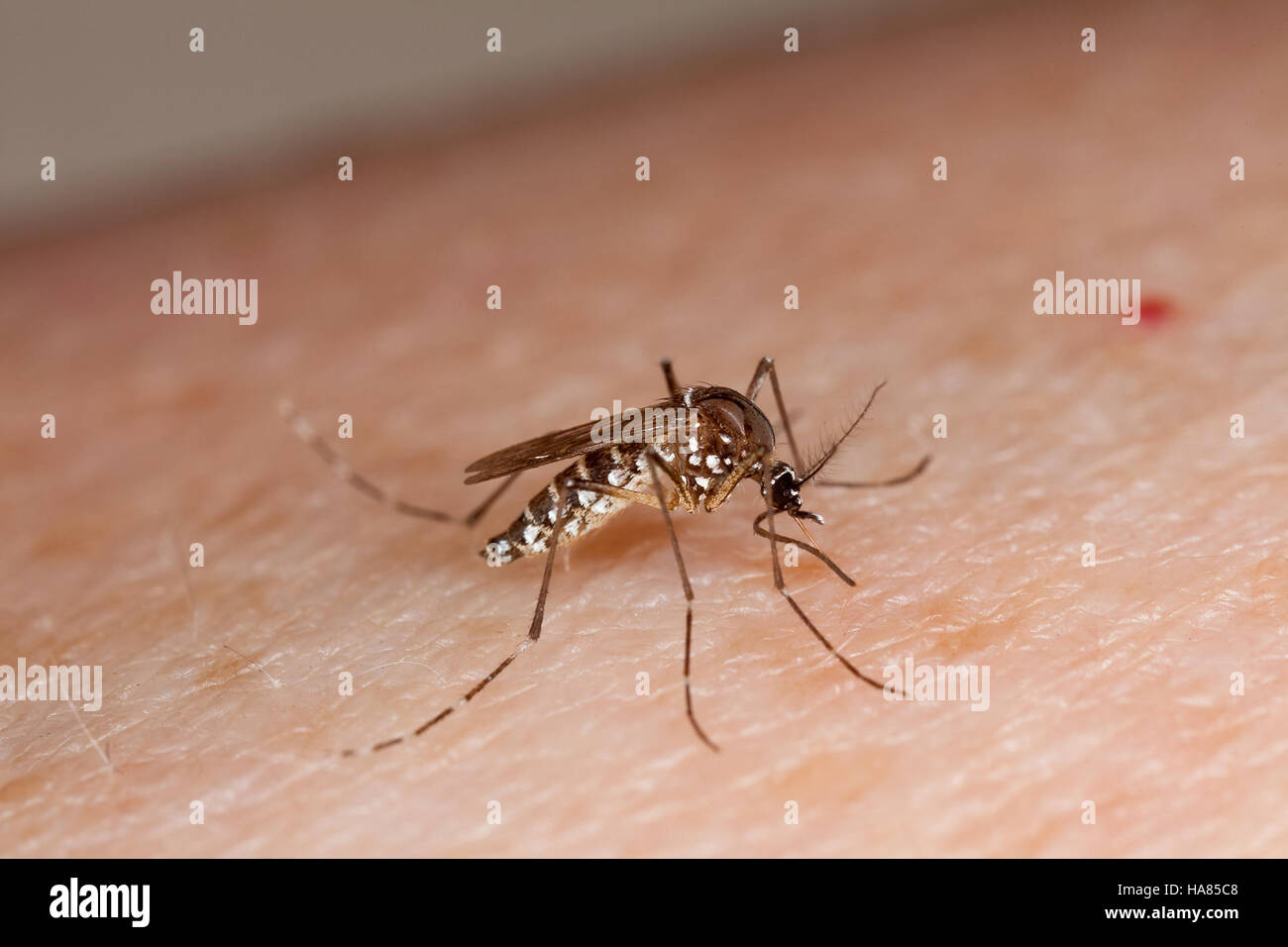 Das USDA forscht über Mückenpopulationen und untersucht ihr Verhalten und ihre Rolle in Ökosystemen, um die Schädlingsbekämpfung zu verbessern und die Ausbreitung von Krankheiten zu verhindern. Stockfoto