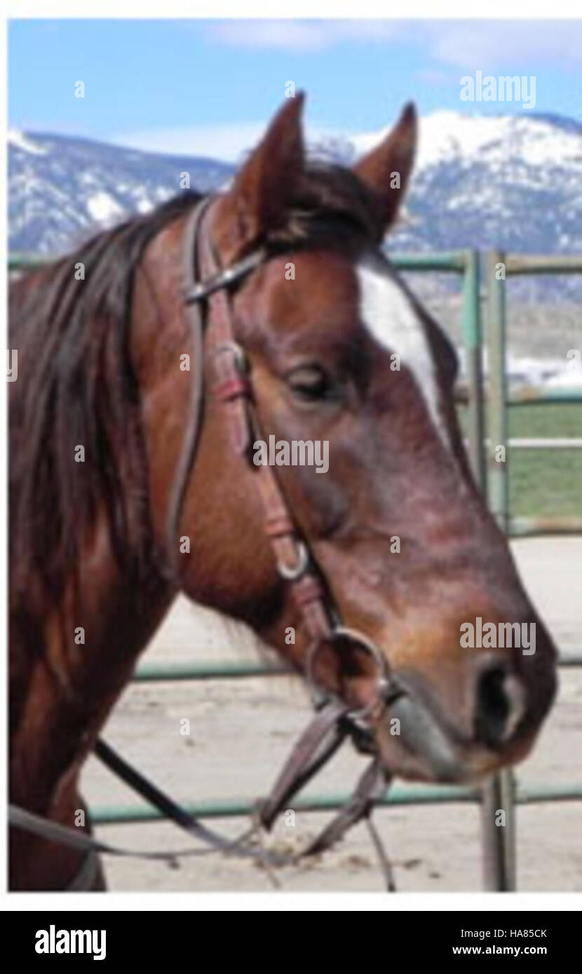 Das Big 'n Area in Nevada, das vom Bureau of Land Management verwaltet wird, ist eine riesige Region mit Wüstenlandschaft und einzigartigen geologischen Merkmalen. Es bietet Möglichkeiten für Freizeitaktivitäten im Freien und wissenschaftliche Studien über die Naturgeschichte und die Ökosysteme der Region. Stockfoto