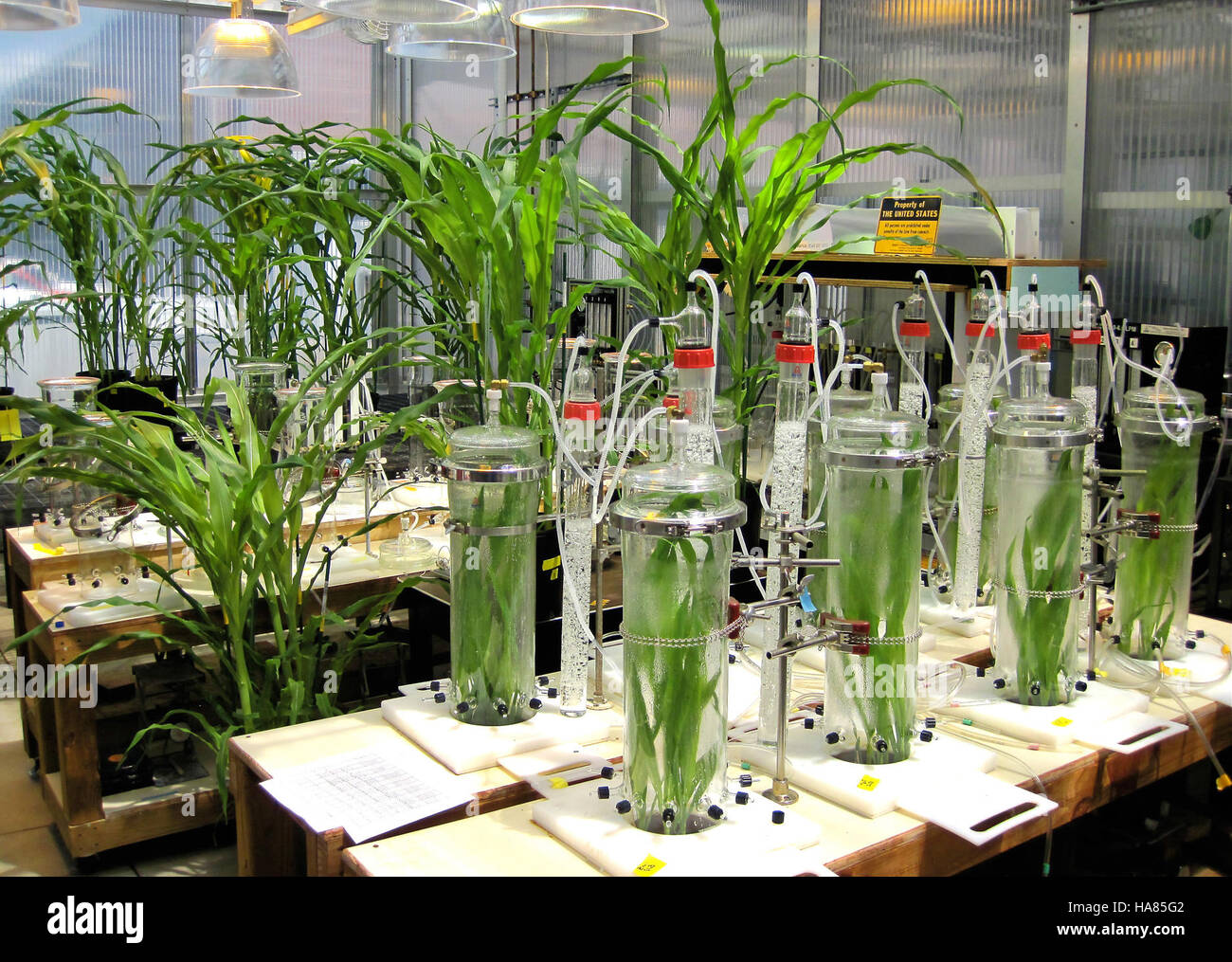 Diese Abbildung zeigt die USDA-Forschung zu Maispflanzen mit Schwerpunkt auf Feuchtigkeitskontrolle zur Verbesserung der Ernteerträge. Das USDA führt Studien durch, um landwirtschaftliche Praktiken zu verbessern und eine nachhaltige Pflanzenproduktion unter unterschiedlichen Umweltbedingungen zu gewährleisten. Stockfoto