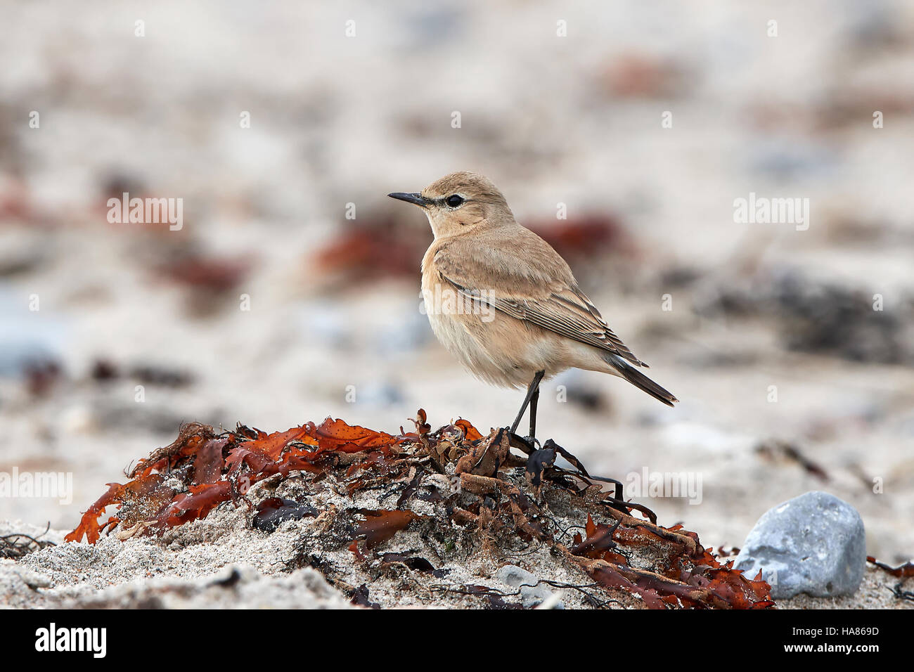 Isabellinische Steinschmätzer stehen im Sand in seinem natürlichen Lebensraum Stockfoto