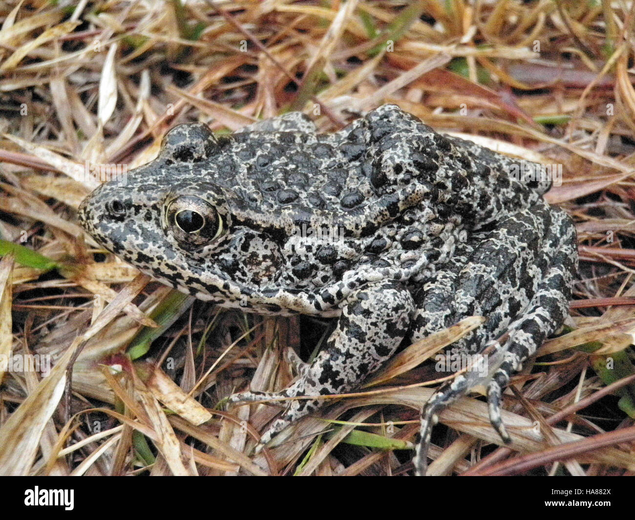 Das Bild zeigt einen Dusky Gopher Frosch, eine bedrohte Art, die in Nationalparks zu finden ist. Es ist Teil der laufenden Erhaltungsbemühungen zum Schutz und zur Erforschung dieses einzigartigen Amphibien. Stockfoto
