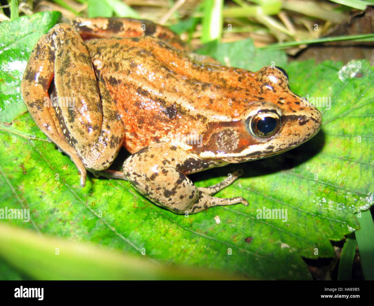 Der als besorgniserregend eingestufte Nordfrosch kommt in den Lebensräumen des Nationalparks vor, wo er einer Umweltgefährdung ausgesetzt ist. Es werden Erhaltungsanstrengungen unternommen, um ihren Lebensraum zu erhalten und die Arten zu schützen. Stockfoto
