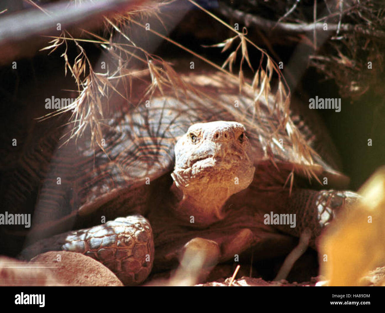 Die Wüstenschildkröte (Gopherus agassizii) wird als bedroht eingestuft, mit laufenden Naturschutzmaßnahmen in Nationalparks und öffentlichen Flächen, um ihren Lebensraum zu schützen und das Überleben der Arten zu gewährleisten. Stockfoto