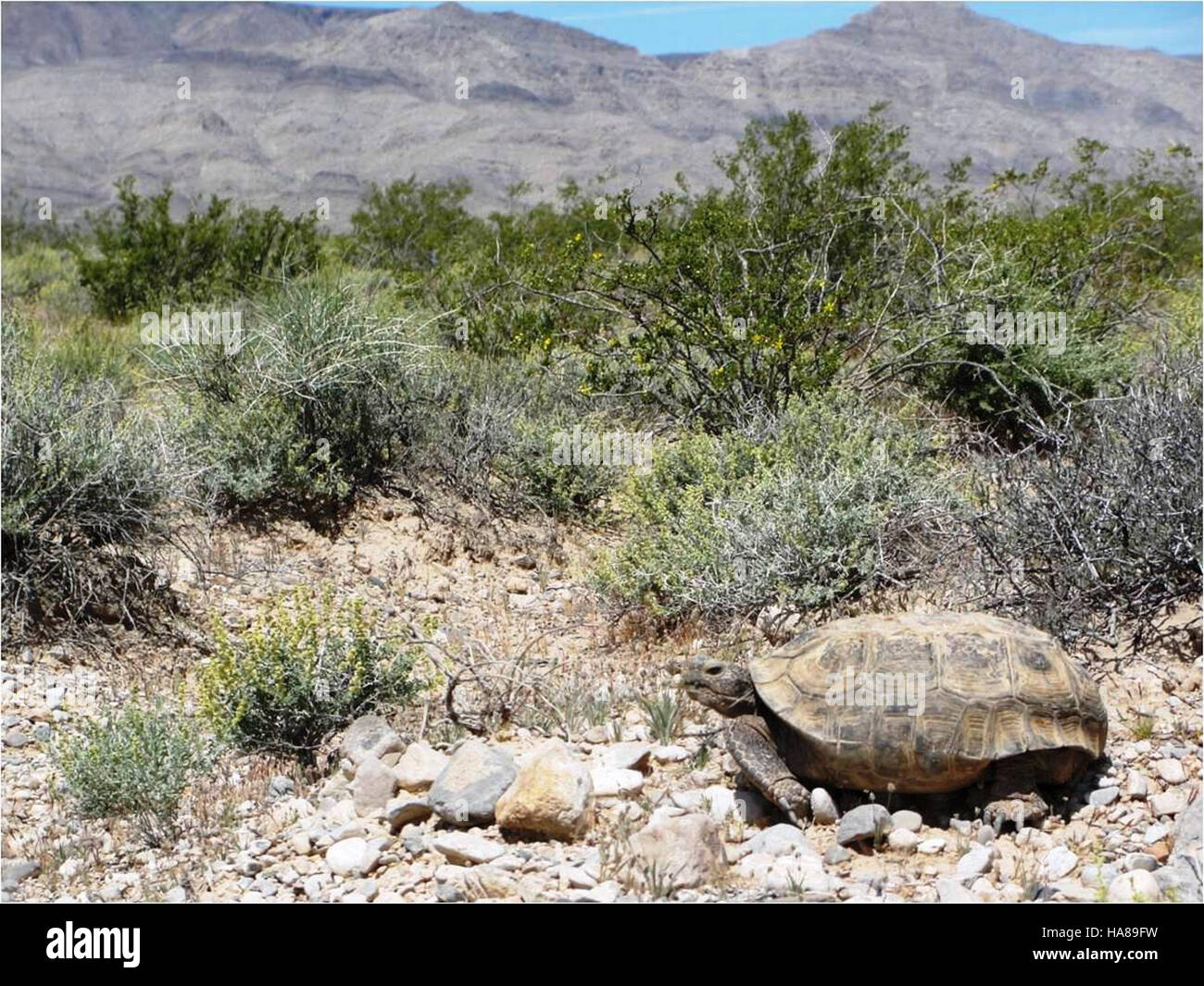Die als bedroht eingestufte Wüstenschildkröte ist eine wichtige Art in den Wüstenökosystemen, deren Erhaltung darauf abzielt, ihren Lebensraum zu erhalten und ihr Überleben zu sichern. Stockfoto