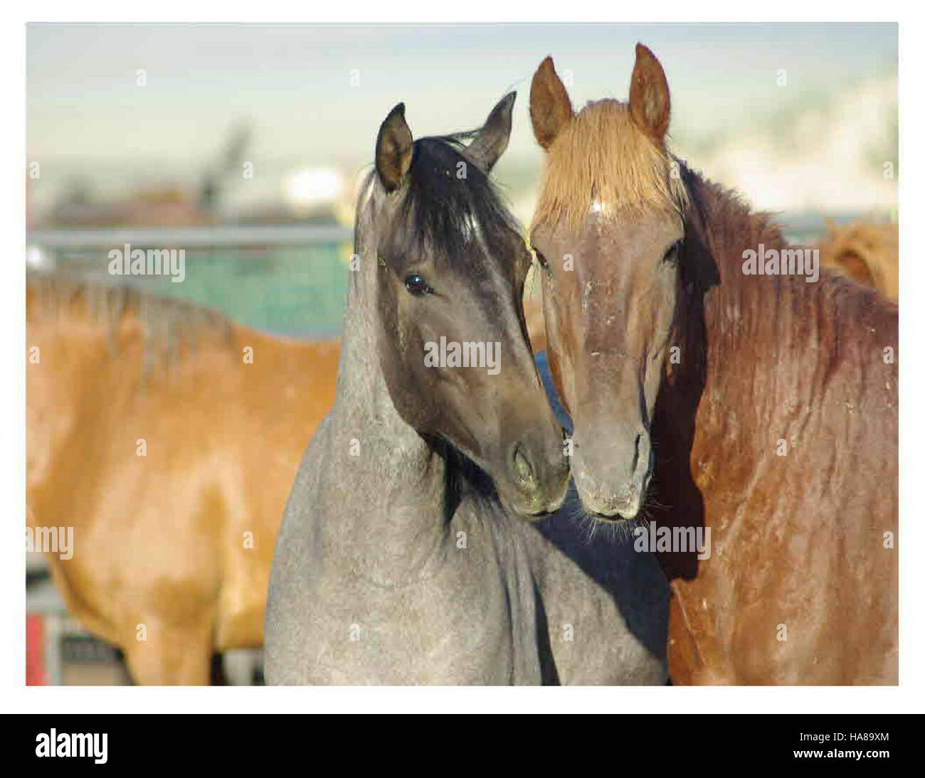 Eine atemberaubende Naturlandschaft, die im August in einem U.S. Bureau of Land Management Area erfasst wurde und die Schönheit und ökologische Vielfalt eines Nationalparks zeigt. Stockfoto