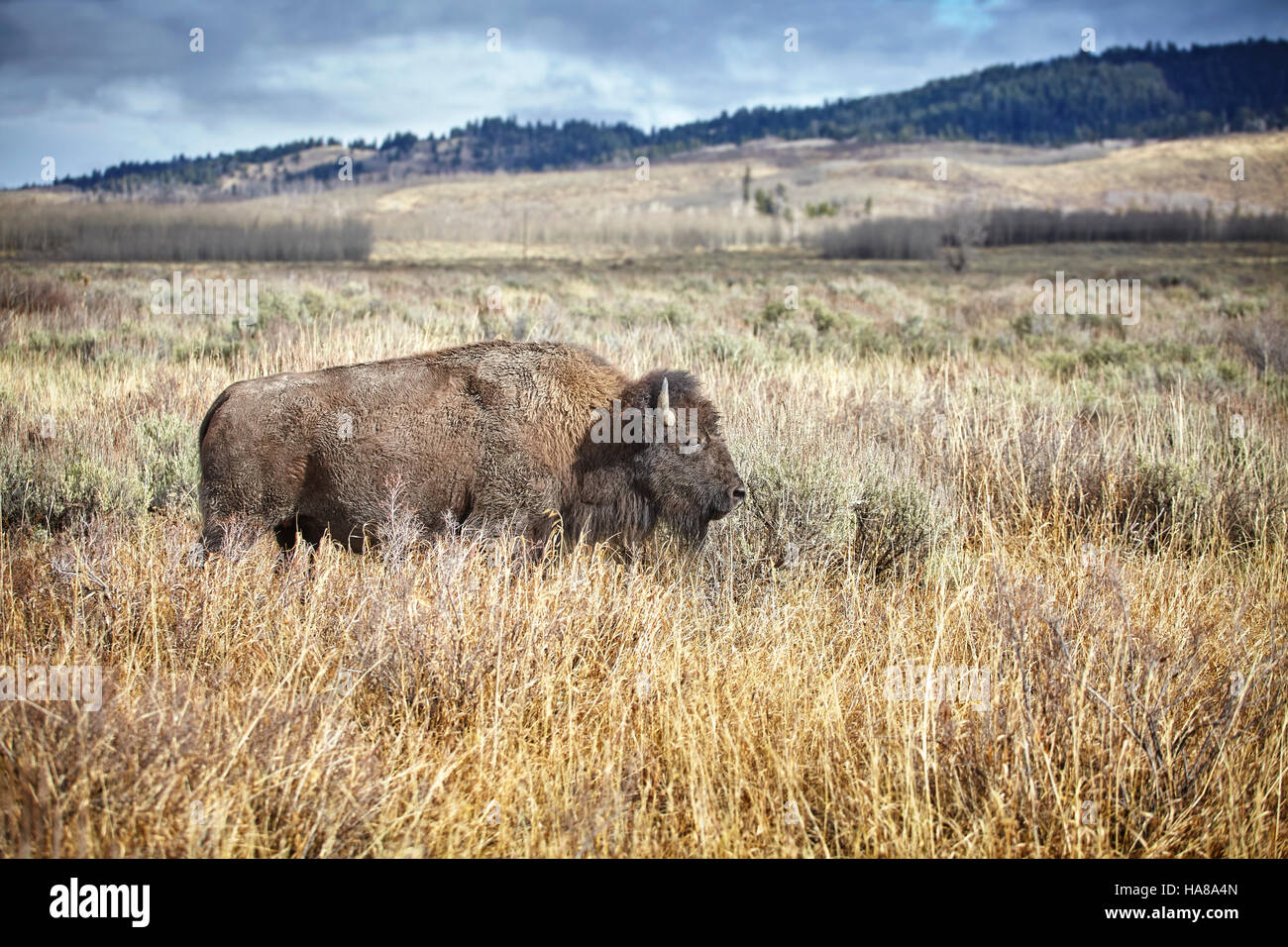 Amerikanische Bisons (Bison Bison) Beweidung in Grand Teton Nationalpark, Wyoming, USA. Stockfoto