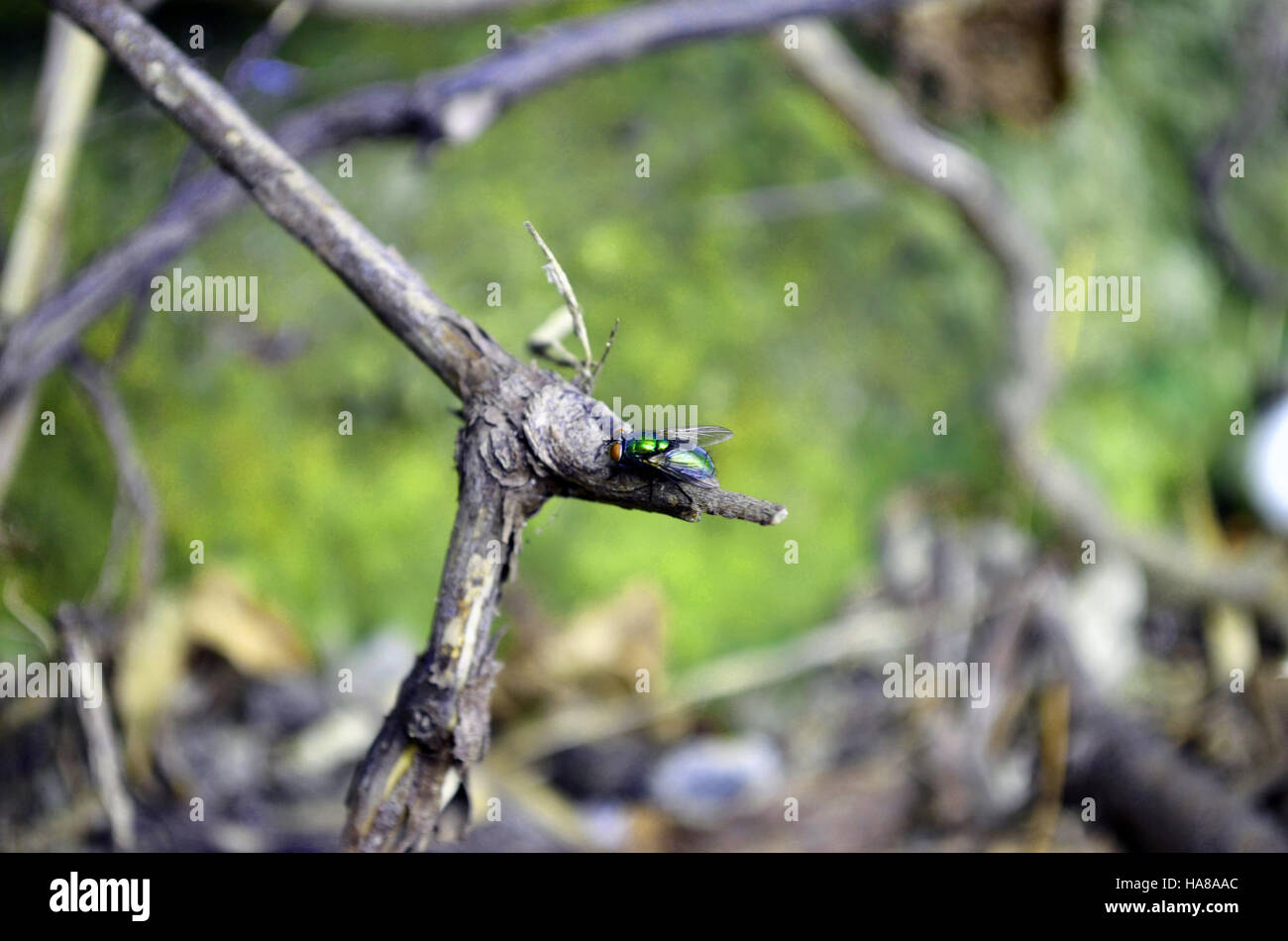 Die Green Bottle Fly ist eine Art, die in verschiedenen Nationalparks in den USA zu finden ist und für ihre helle Metallic-Farbe bekannt ist. Sie spielt eine wichtige Rolle im Ökosystem, indem sie beim Abbau hilft und als Nahrungsquelle für andere Tiere dient. Stockfoto