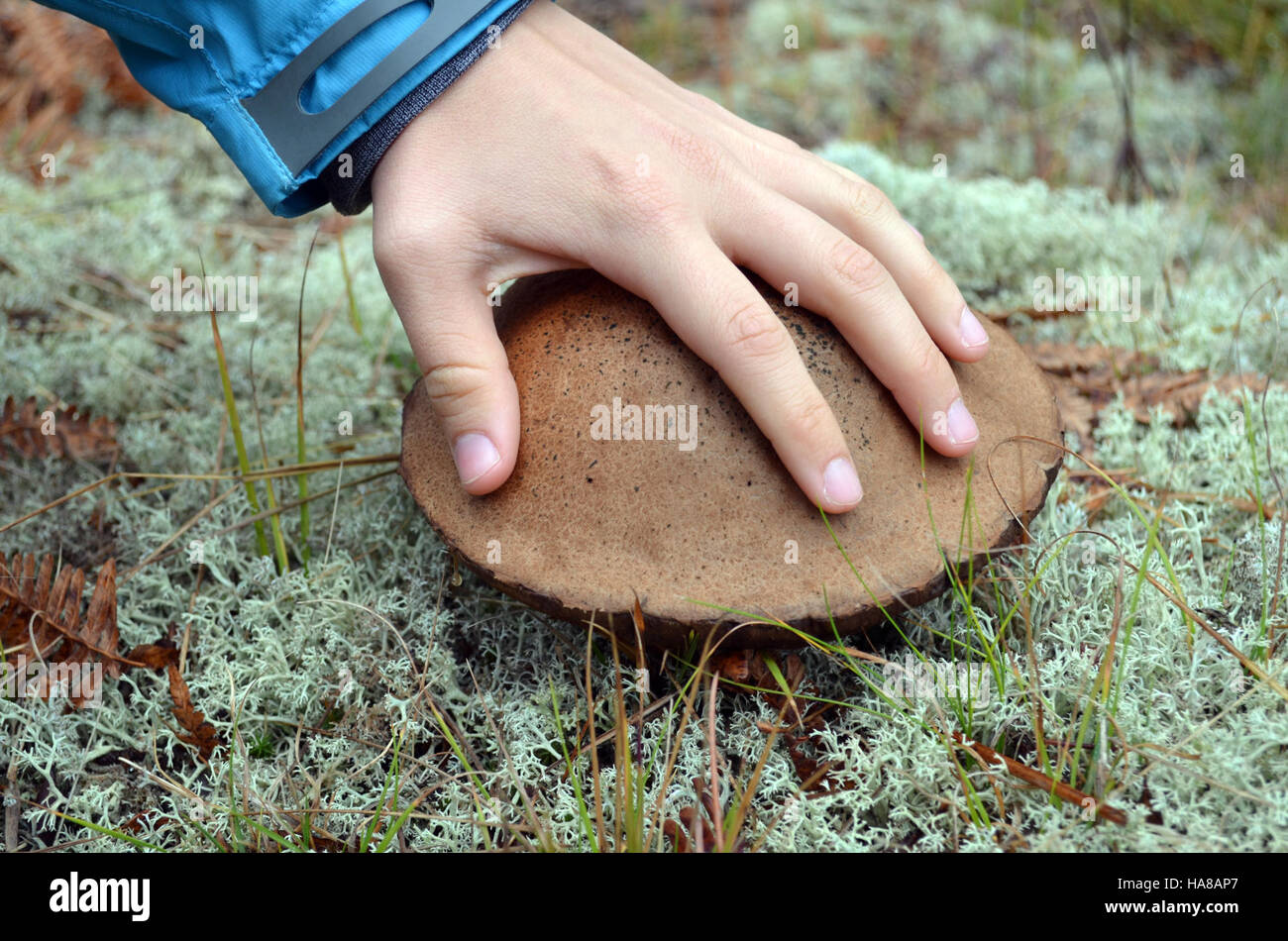 Der „große Pilz“ in einem Nationalpark stellt ein einzigartiges Pilzwachstum und seine Rolle in lokalen Ökosystemen dar. Pilze tragen zur Gesundheit der Wälder bei, indem sie organisches Material abbauen und die biologische Vielfalt fördern. Stockfoto