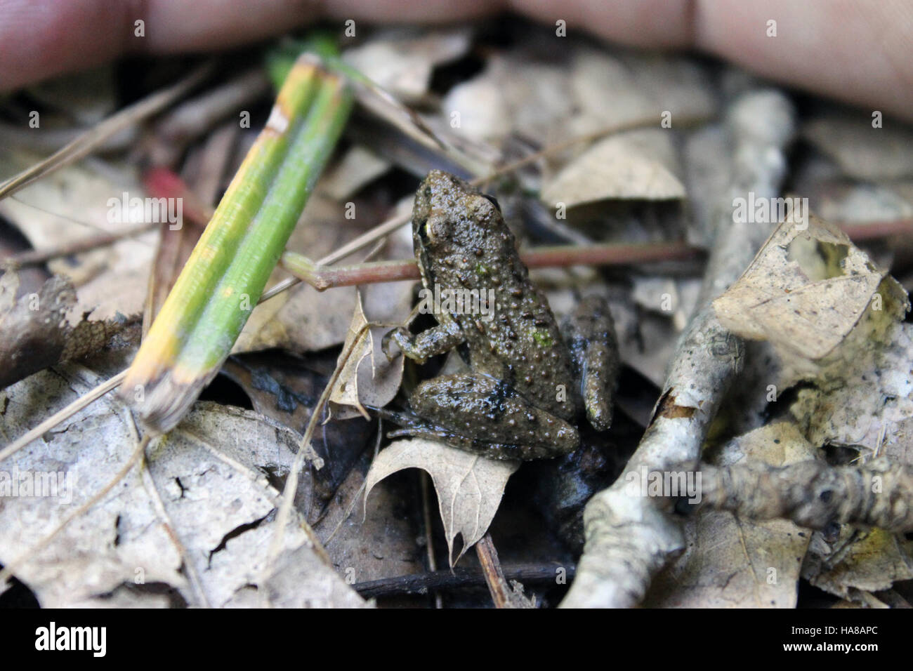 Usfwsmidwest 15275071319 Blanchard Cricket Frosch in Somerset State Game Area in Michigan Stockfoto