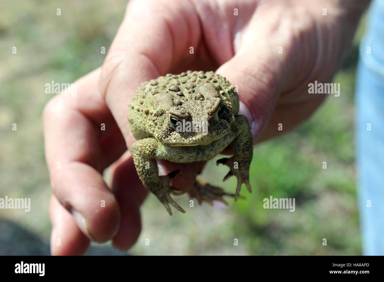 Die Eastern American Toad wurde im Allegan State Game Area in Michigan beobachtet, einem Ort, der für seine Artenvielfalt und Lebensraumschutz bekannt ist. Diese Art ist Teil der laufenden Forschung in der Region, die sich auf Amphibienpopulationen und Ökosystemgesundheit konzentriert. Stockfoto