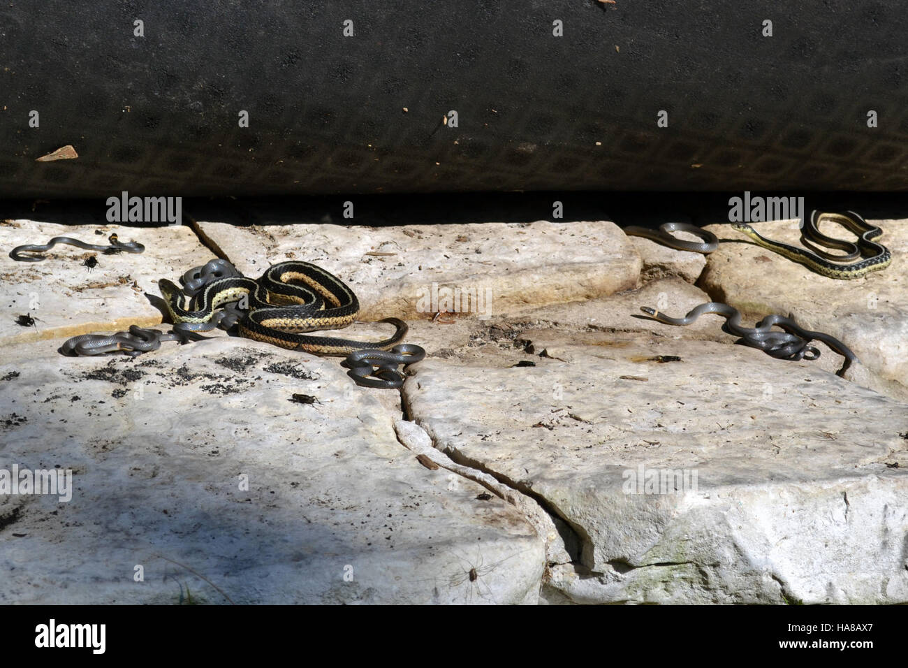Enten und Strumpfschlangen, die in ihrem natürlichen Lebensraum innerhalb eines Nationalparks beobachtet werden, zeigen die reiche Artenvielfalt des Parks und seine Rolle für den Erhalt verschiedener Arten. Stockfoto