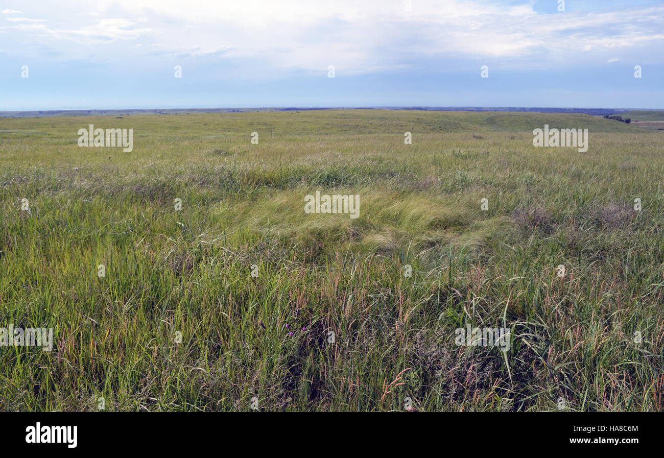 Usfwsmidwest 19725686676 A Bison schwelgen - möglicherweise stammt aus 2.000 Jahren - ist der Abschnitt leichter Gras in der Mitte dieses Foto. Stockfoto
