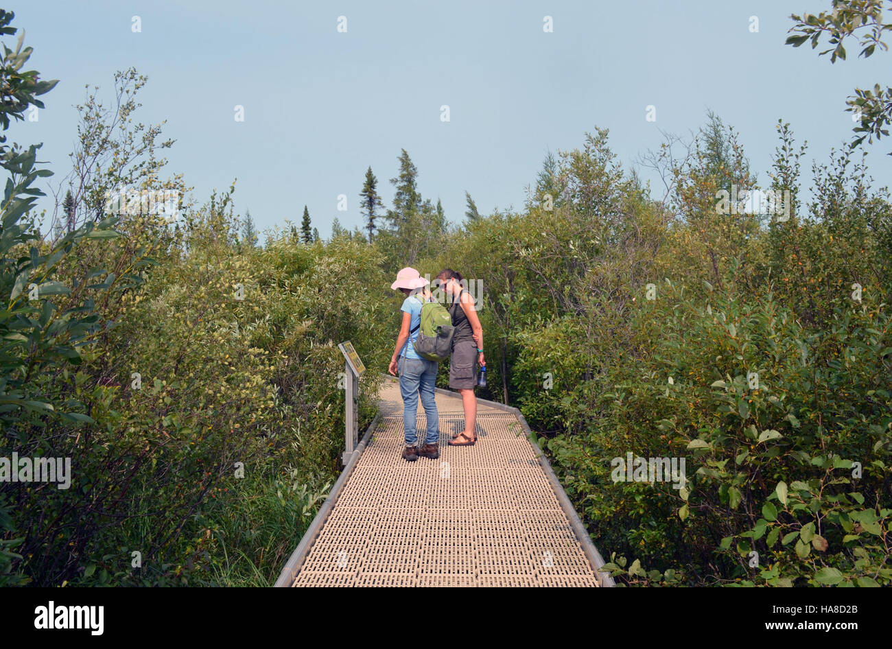 Der Big Bog Boardwalk erstreckt sich über eine Meile (1,6 km) und bietet Besuchern eine malerische Route durch Feuchtgebiete in einem Nationalpark. Auf diesem einzigartigen Weg können Sie die reiche Artenvielfalt der Region aus nächster Nähe beobachten, darunter Wasservögel, Pflanzen und Tiere in ihrem natürlichen Lebensraum. Stockfoto