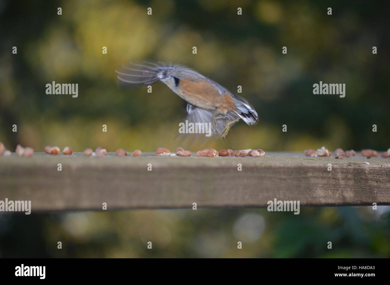 Der Weißbrust Nuthatch ist ein kleiner, nicht wandernder Vogel, der in den Wäldern Nordamerikas häufig vorkommt. Bekannt für sein einzigartiges Verhalten, kopfüber Baumstämme hinunter zu bewegen, ist sie eine wichtige Art in Waldökosystemen und spielt eine Rolle bei der Insektenbekämpfung und Saatgutausbreitung. Stockfoto