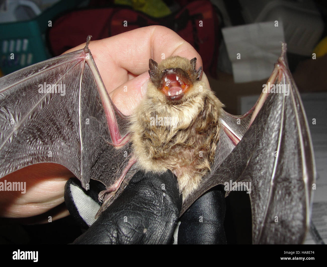 Die Big Brown Fledermaus kommt häufig in Nationalparks und anderen geschützten Gebieten in den USA vor. Sie spielt durch ihre Futtergewohnheiten eine entscheidende Rolle bei der Insektenbekämpfung und dem Ökosystemgleichgewicht. Stockfoto