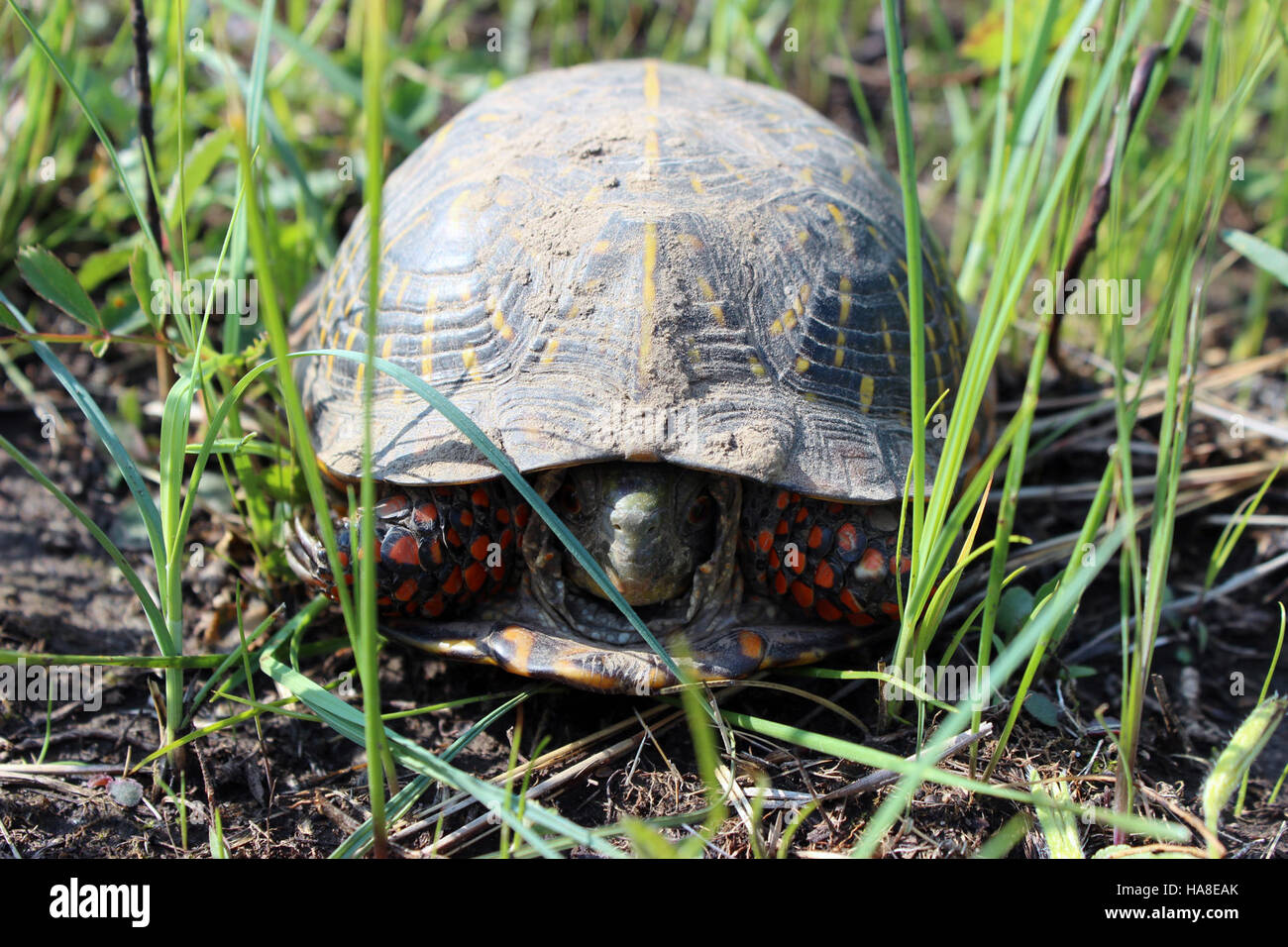 Usfwsmidwest 26591080763 verzierten Kasten-Schildkröte Stockfoto