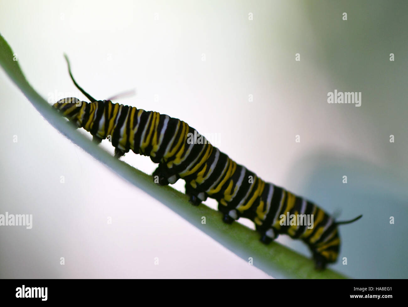 Eine Monarch-raupe ernährt sich von einer gewöhnlichen Melkweed-Pflanze in einem Nationalpark und unterstreicht die wichtige Beziehung zwischen Monarch-Schmetterlingen und ihren Wirtspflanzen zur Förderung der Artenvielfalt und des ökologischen Gleichgewichts. Stockfoto