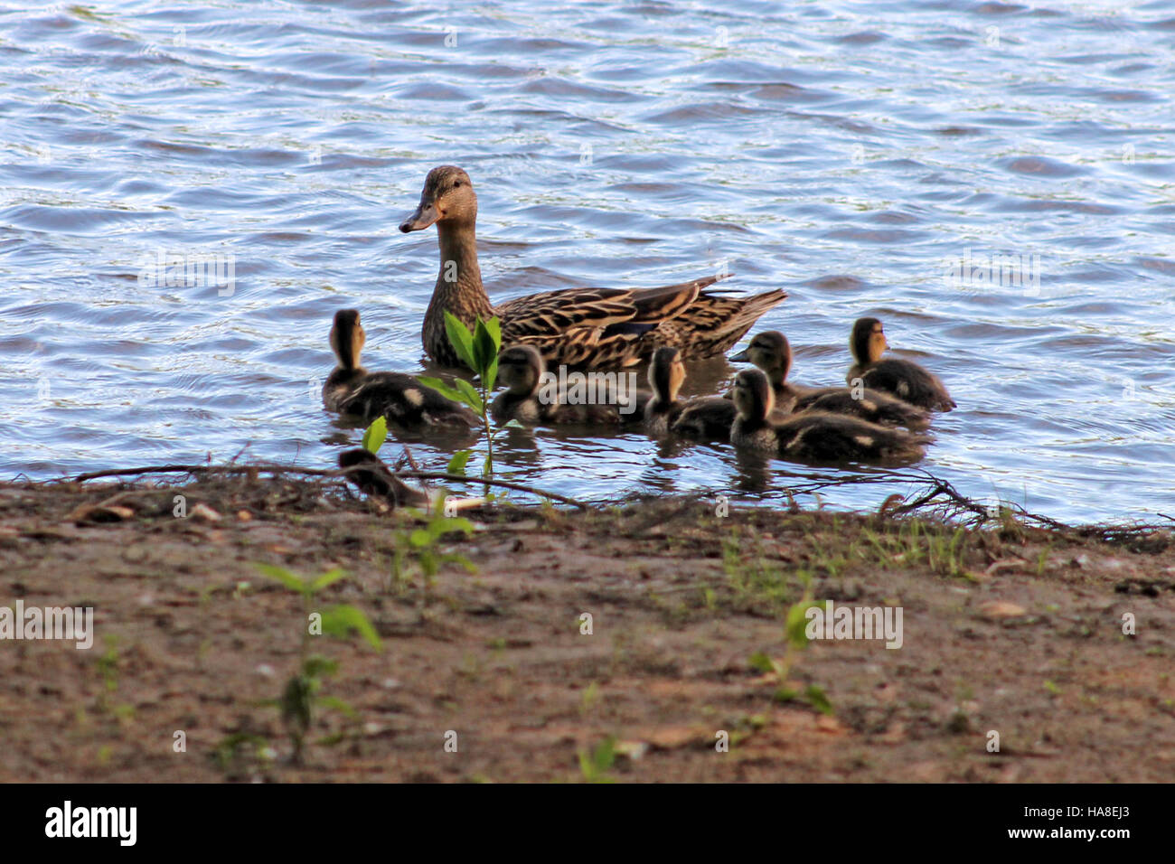 Dieses Bild zeigt eine Gruppe junger Mallard-Enten mit ihrer Mutter in einem Nationalpark, die das Verhalten der Tiererziehung zeigt. Stockenten sind eine der häufigsten Entenarten in Nordamerika, die oft in Feuchtgebieten vorkommt. Nationalparks schützen diese Lebensräume und ihre vielfältigen Tierpopulationen. Stockfoto