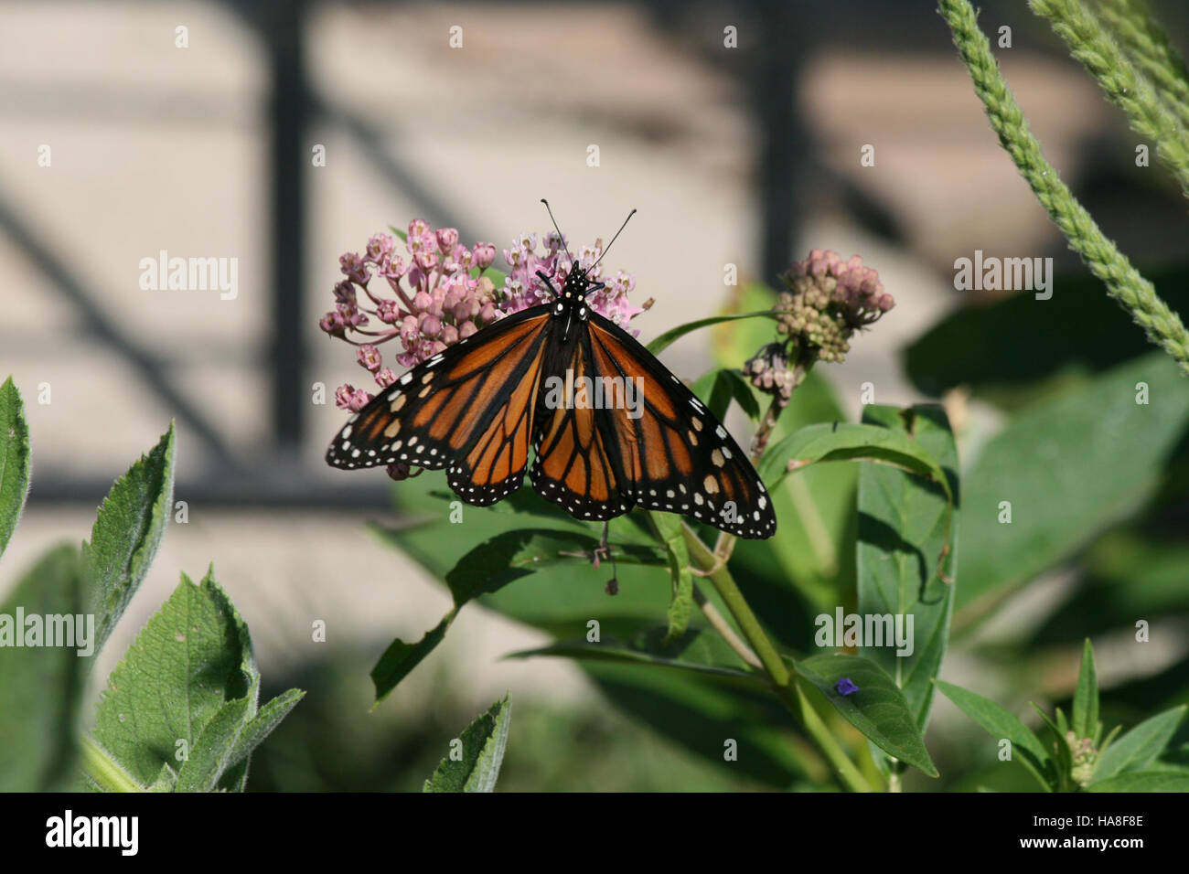 Ein Foto eines Monarch-Schmetterlings in Ohio, das die leuchtenden orangefarbenen und schwarzen Flügel des Schmetterlings hervorhebt, während er auf einer Pflanze oder Blume in seinem natürlichen Lebensraum ruht. Stockfoto
