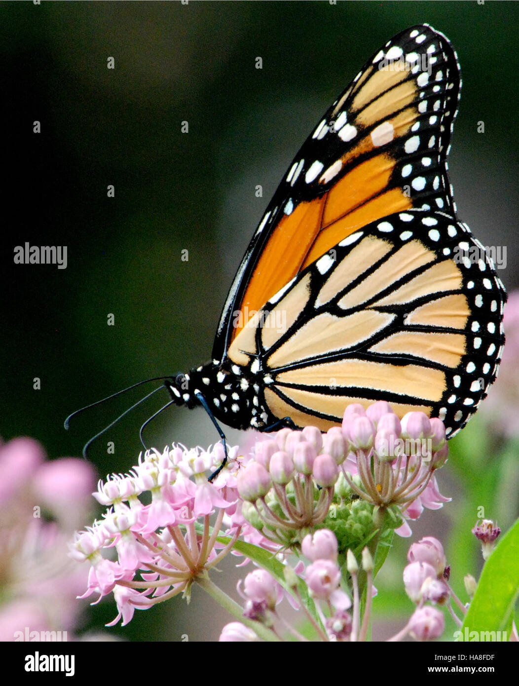 Dieses Bild zeigt einen Monarch-Schmetterling, der auf Sumpfmilchgras ruht und die empfindliche Interaktion zwischen Bestäubern und Pflanzen zeigt. Der Monarch-Schmetterling ist ein lebenswichtiger Bestäuber für verschiedene Ökosysteme, und der Sumpfmilchweed ist eine entscheidende Wirtspflanze für seine Larven. Stockfoto
