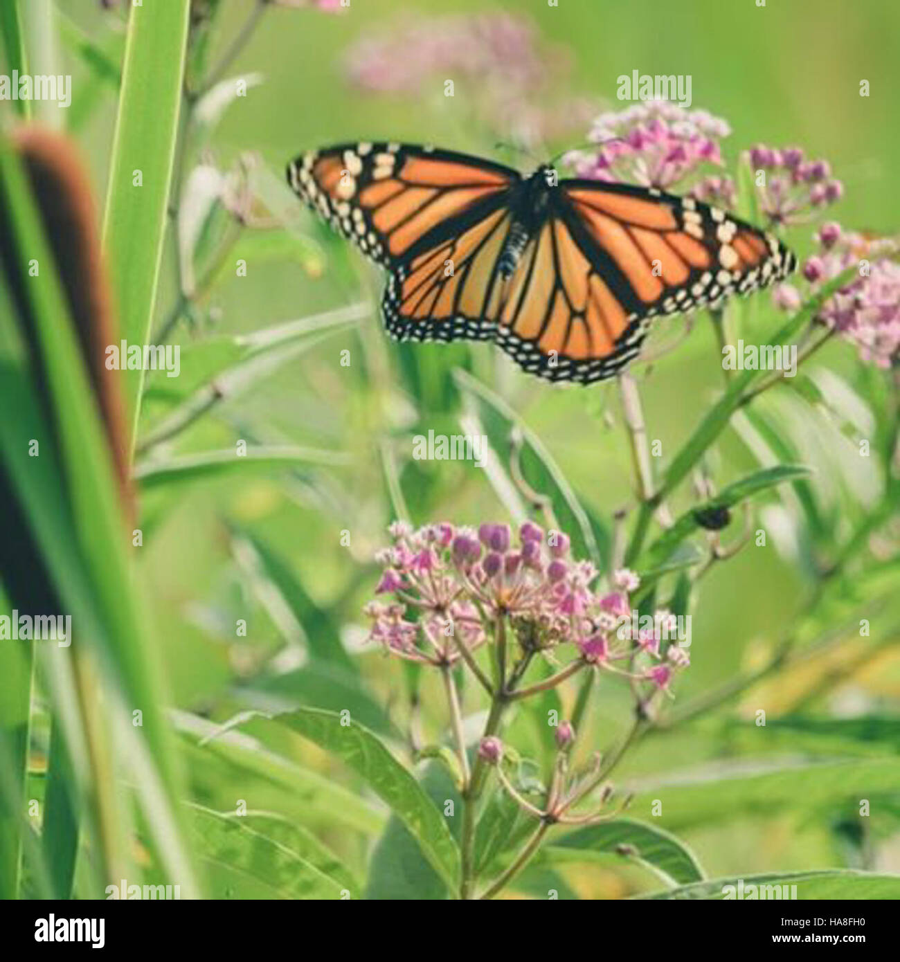 Das Bild zeigt einen im Flug befindlichen Monarch-Schmetterling mit seinen leuchtenden orangefarbenen Flügeln mit schwarz-weißen Markierungen. Der Monarch Butterfly ist bekannt für seine lange Wanderreise und ist eine berühmte Spezies in Nordamerika. Stockfoto