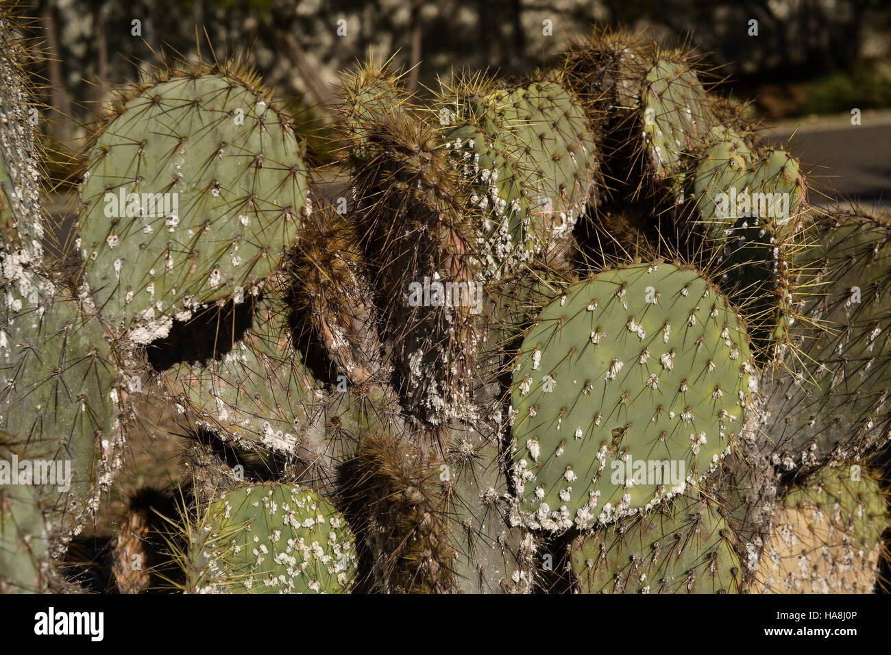 Stacheligen Kaktus (Opuntia Phaeacantha) mit Schildläusen befallen Stockfoto