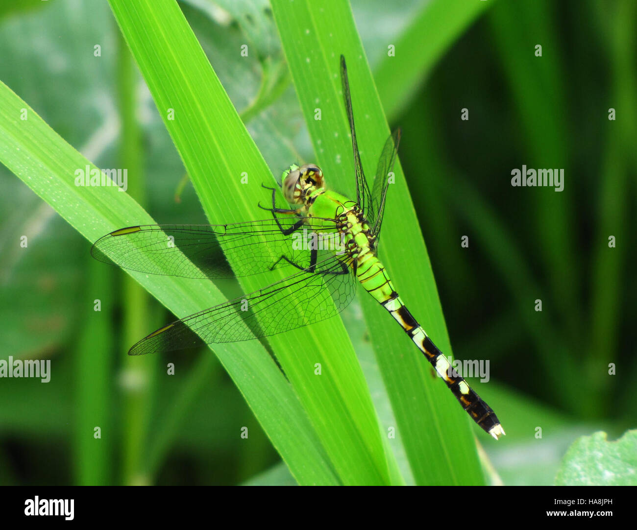 Der Eastern Pondhawk, eine auffällige grüne Libellenart, lebt in Feuchtgebieten und zeigt, wie wichtig die Erhaltung aquatischer Lebensräume für die Artenvielfalt ist. Stockfoto