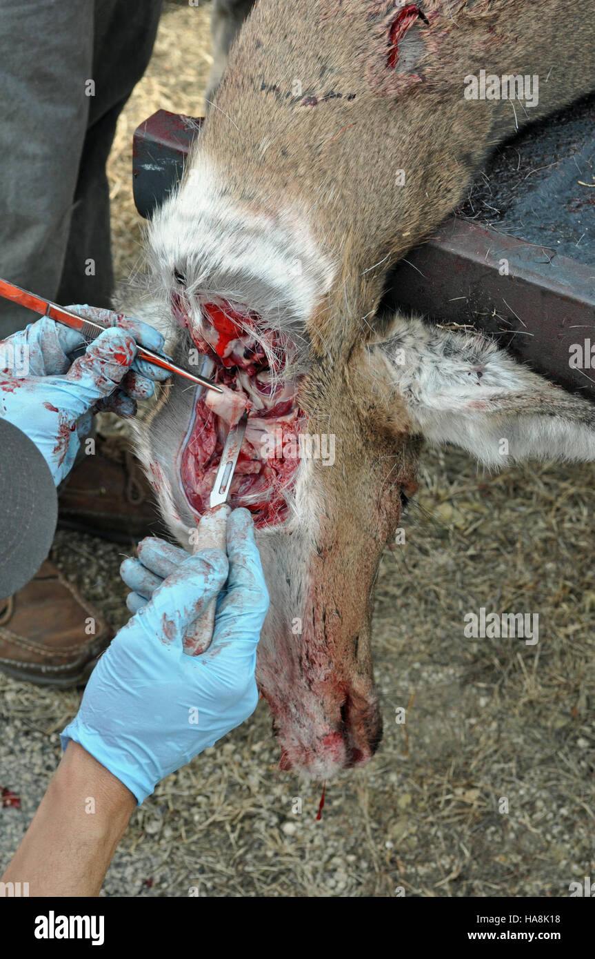 Usfwsmidwest 6344175108 CWD Sampling Gehirn Stammzellen Stockfoto