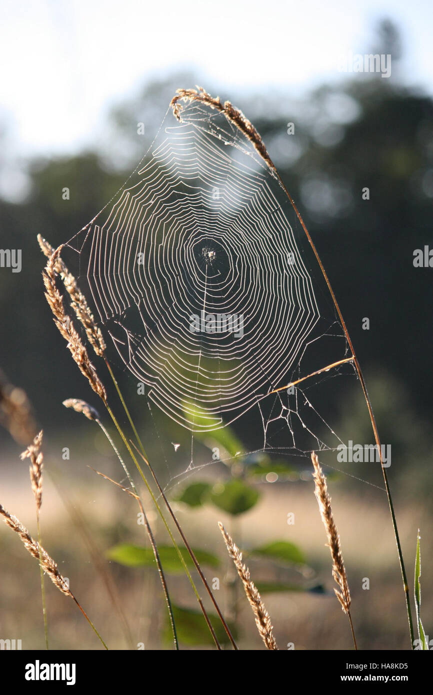 Ein Spinnennetz in einem Nationalpark, das das komplizierte Design und die ökologische Rolle von Arachniden in der Umwelt veranschaulicht und zur Biodiversität und zum Gleichgewicht des Ökosystems beiträgt. Stockfoto