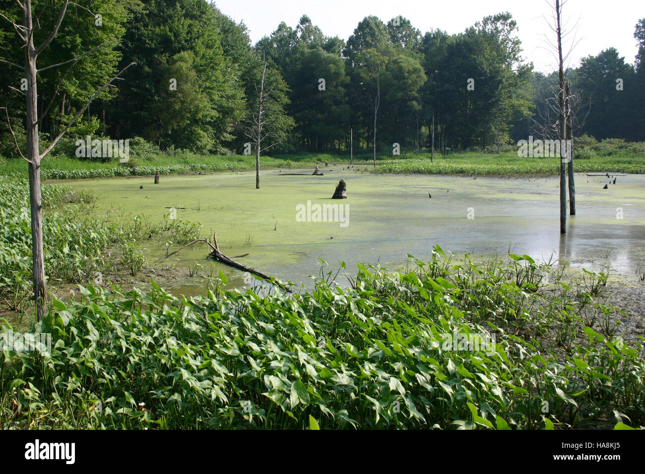 Das Big Oaks National Wildlife Refuge in Indiana ist ein wichtiges Naturschutzgebiet, das Zugvögeln und anderen Tierarten einen lebenswichtigen Lebensraum bietet. Stockfoto