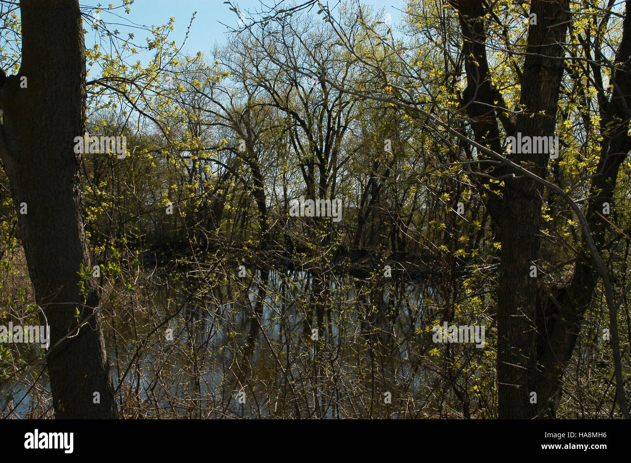 Der Frühling an den Bass Ponds im Nationalpark ist eine Saison der Erneuerung, da Zugvögel zurückkehren und das Ökosystem mit blühenden Pflanzen und Wildtieren lebendig wird. Stockfoto
