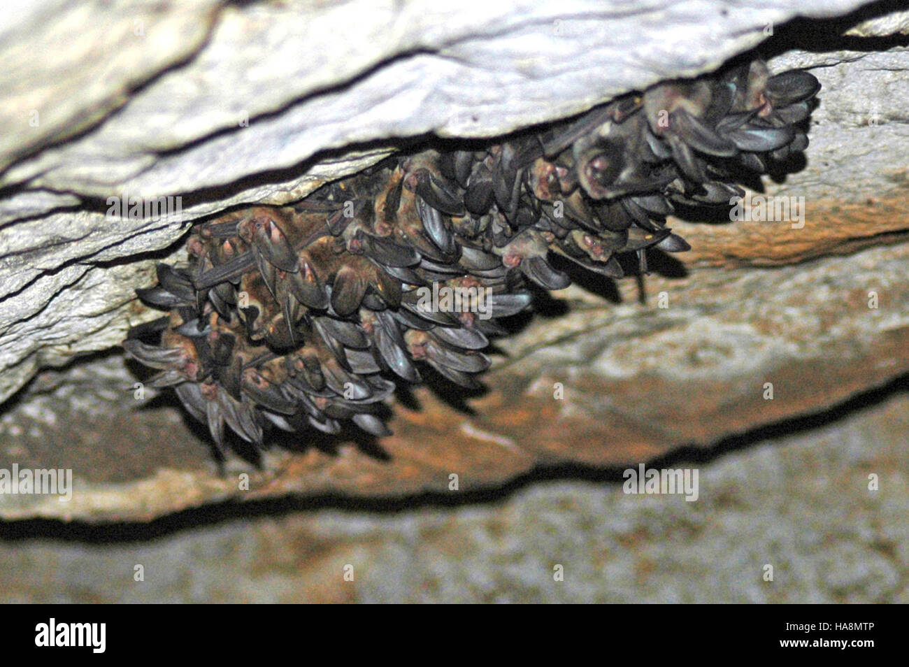 Die Ozark Big-Eared Fledermaus-Kolonie ist ein kritisches Naturschutzgebiet im Mittleren Westen. Diese Fledermäuse, bekannt für ihre unverwechselbaren Ohren, verlassen sich auf Höhlenhabitate, um ihre Jungen zu züchten und aufzuziehen. Die Kolonie spielt eine Schlüsselrolle bei der Erhaltung lokaler Insektenpopulationen, und die Erhaltungsbemühungen konzentrieren sich auf den Erhalt der Höhlen und die Minimierung menschlicher Störungen, um das Überleben der Art zu gewährleisten. Stockfoto