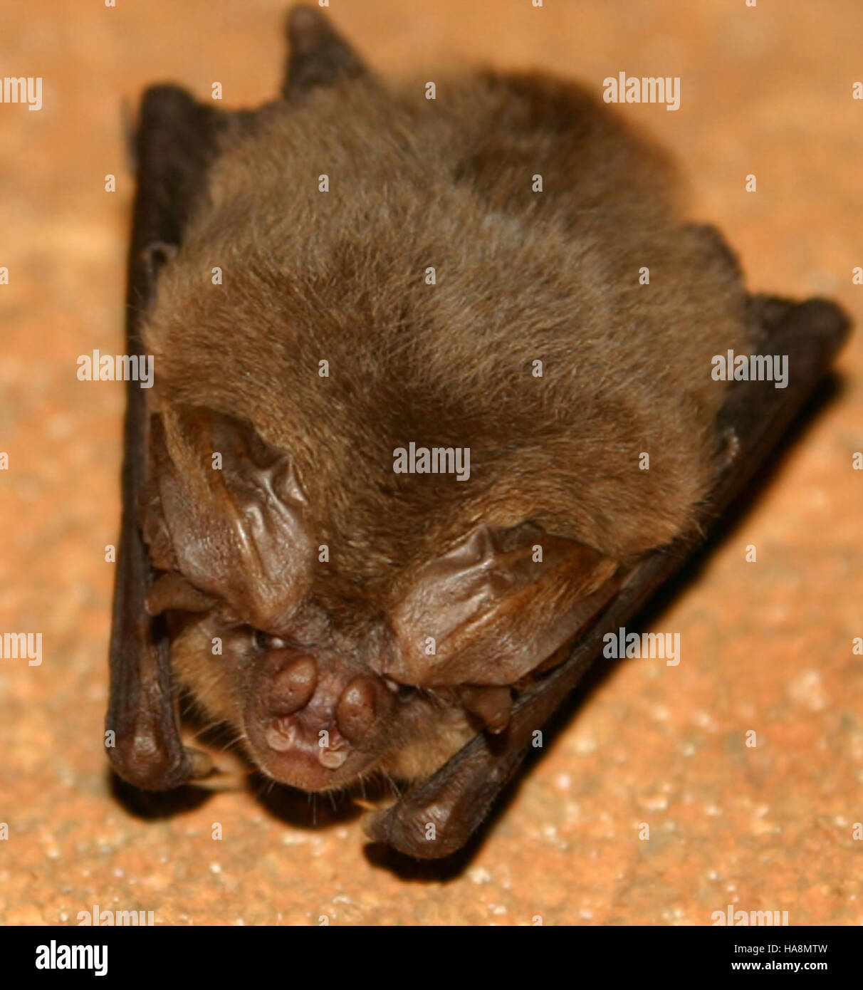 Die Ozark Big-Eared Fledermaus, eine Art, die in Nationalparks vorkommt, ist für die Erhaltung des ökologischen Gleichgewichts von entscheidender Bedeutung. Diese Fledermaus spielt eine entscheidende Rolle bei der Bekämpfung der Insektenpopulation und dient als Indikator für die Gesundheit des Ökosystems. Stockfoto