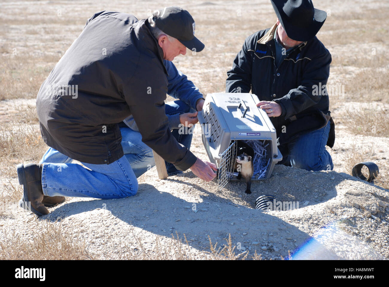 Usfwsmtnprairie 10596147245 Black-footed Ferret freigeben Stockfoto