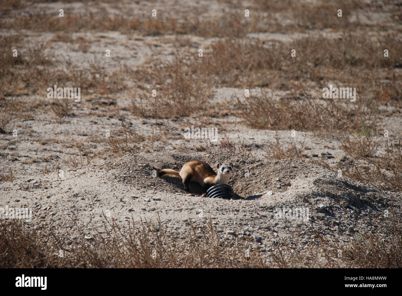 Die Freisetzung des Schwarzfüßlers in einen geschützten Nationalpark ist Teil eines Wiederauffüllungsprogramms, um die Art in ihren ursprünglichen Lebensraum zurückzuversetzen und so die Artenvielfalt und die Erhaltung zu unterstützen. Stockfoto