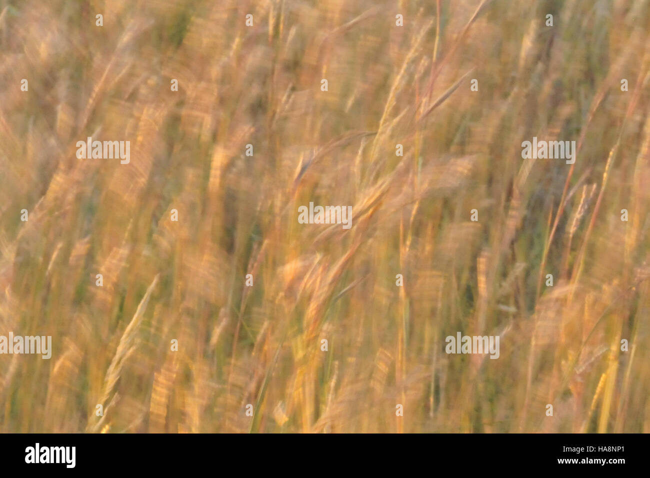 Big Bluestem, eine dominierende Grasart, ist in einem Nationalpark im Wind und trägt durch Stabilisierung des Bodens und Unterstützung der Tierwelt zur Gesundheit des Ökosystems der Prärie bei. Stockfoto