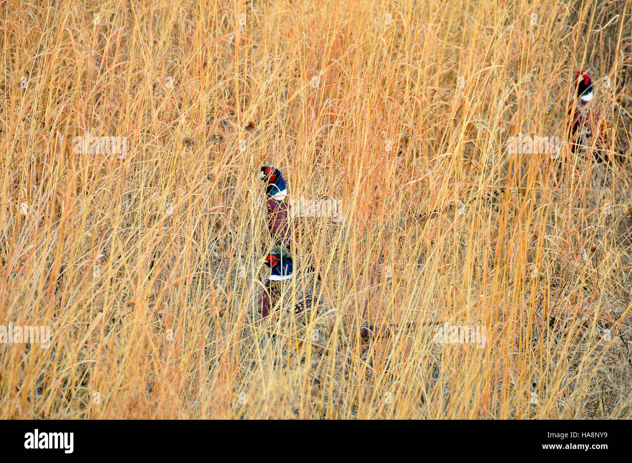 Ringhähne werden in Big Bluestem Prairie gesichtet, einem Naturschutzgebiet in Nationalparks, in dem die Art im Ökosystem der Prärie gedeiht, unterstützt durch Naturschutzmaßnahmen. Stockfoto