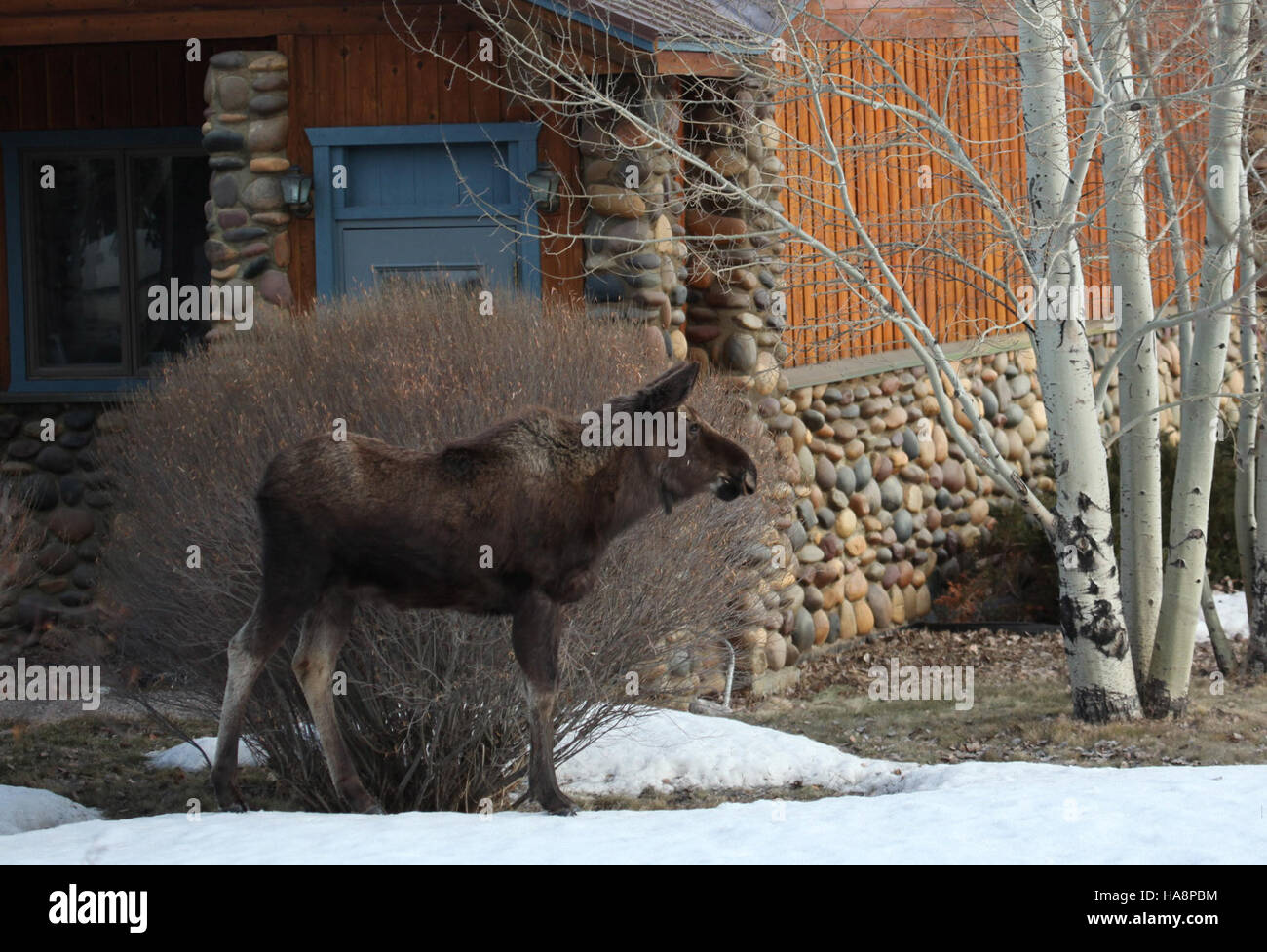 Usfwsmtnprairie 13541058054 A Überraschungsgast Stockfoto