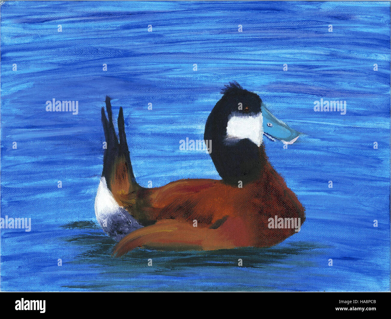 Trent Hunskor, ein 13-jähriger aus Newburg, North Dakota, hat dieses Bild einer Ruddy-Ente aufgenommen. Das Foto wurde im Rahmen des Mountain Prairie Region Programms des U.S. Fish and Wildlife Service aufgenommen, das die Vogelvielfalt der Region hervorhebt. Stockfoto