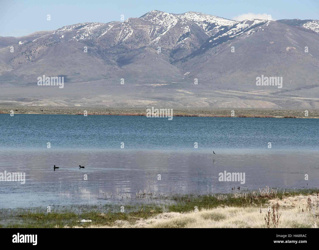 Blmnevada 7143053639 Wilson Reservoir Campingplatz Stockfoto