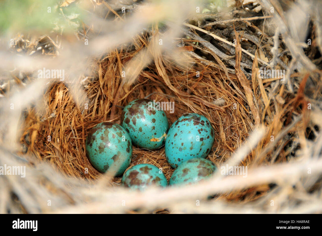 Dieses Bild zeigt ein Salbei thrasher's Eier und Nest in einem großen Sagebroschbecken im Seedskadee National Wildlife Refuge. Das Schutzgebiet bietet einen wichtigen Lebensraum für den Salbei thrasher und andere Arten, was zur regionalen Artenvielfalt und zum Schutz der Tierwelt beiträgt. Stockfoto