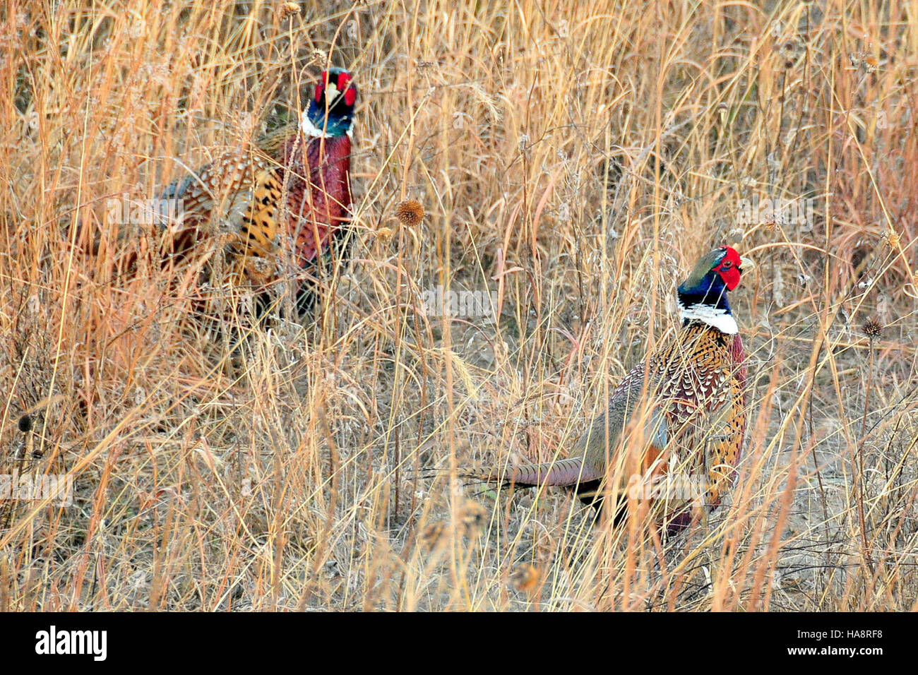 Im Lacreek National Wildlife Refuge in den hohen Gräsern des Big Bluestem sind Fasane mit Ringhalsen zu sehen, die die lokale Tierwelt zeigen. Stockfoto