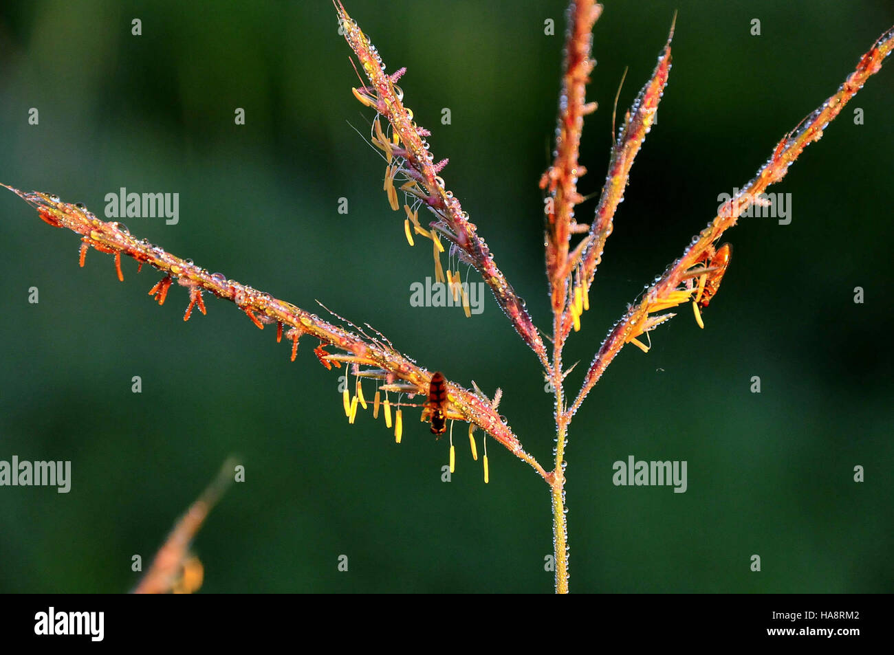 Großer Bluestem (Andropogon gerardii) in voller Blüte im Sand Lake Wetland Management District. Diese einheimische Grasart ist für Feuchtgebiete von entscheidender Bedeutung, bietet Lebensraum für Wildtiere und spielt eine Schlüsselrolle bei der Vermeidung von Bodenerosion. Stockfoto