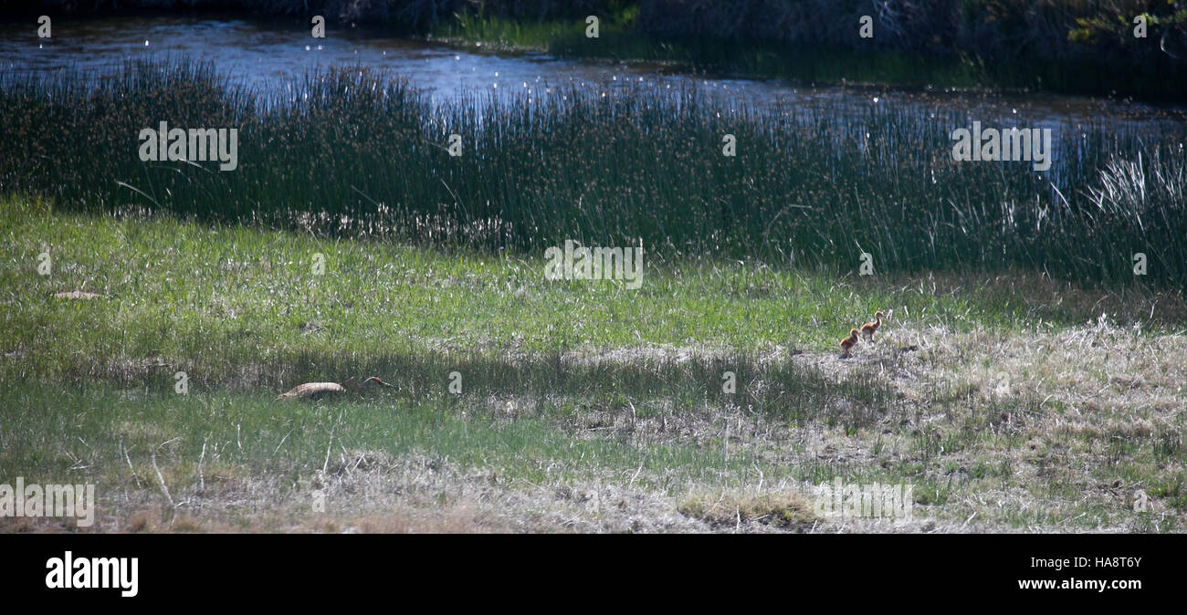 Sandhill-Kranhengste werden in der Nähe von Big Island im Seedskadee National Wildlife Refuge beobachtet, deren Eltern Schutz bieten. Die Kraniche sind Teil der vielfältigen Vogelpopulation des Schutzgebietes und spielen eine wichtige Rolle im Ökosystem. Stockfoto