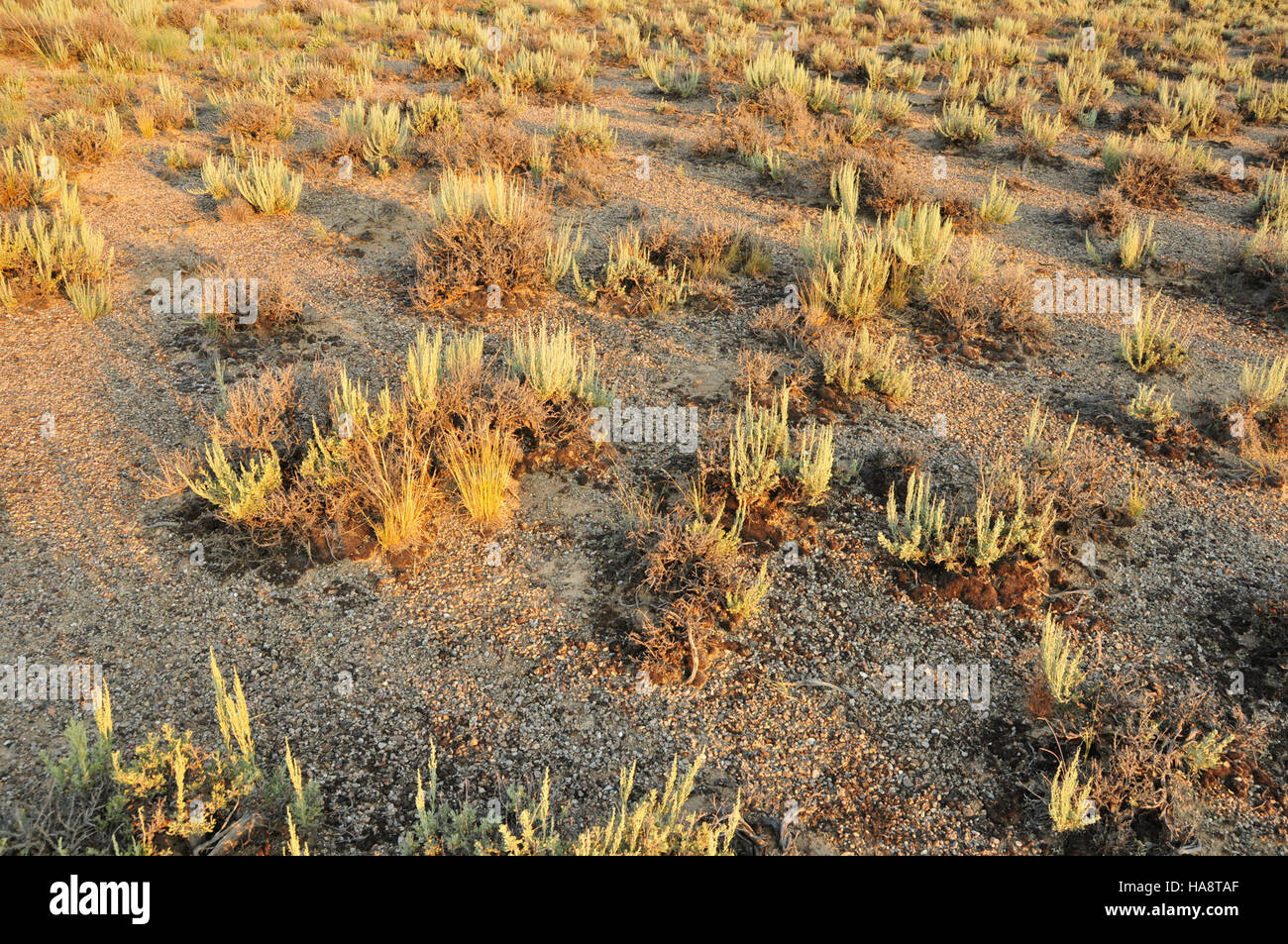 Die biologische Bodenkruste am Fuße des Big Sagebrush in Wyoming ist ein wichtiger Bestandteil des Ökosystems des Seedskadee National Wildlife Refuge. Diese Krusten tragen zur Bodenstabilität, Nährstoffkreislauf und zur allgemeinen Ökosystemgesundheit bei. Stockfoto