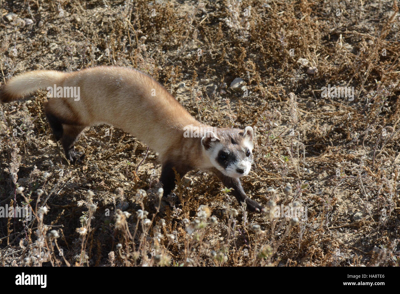 Usfwsmtnprairie 14922905154 schwarz – füßiges Frettchen in Vorkonditionierung Stifte Stockfoto