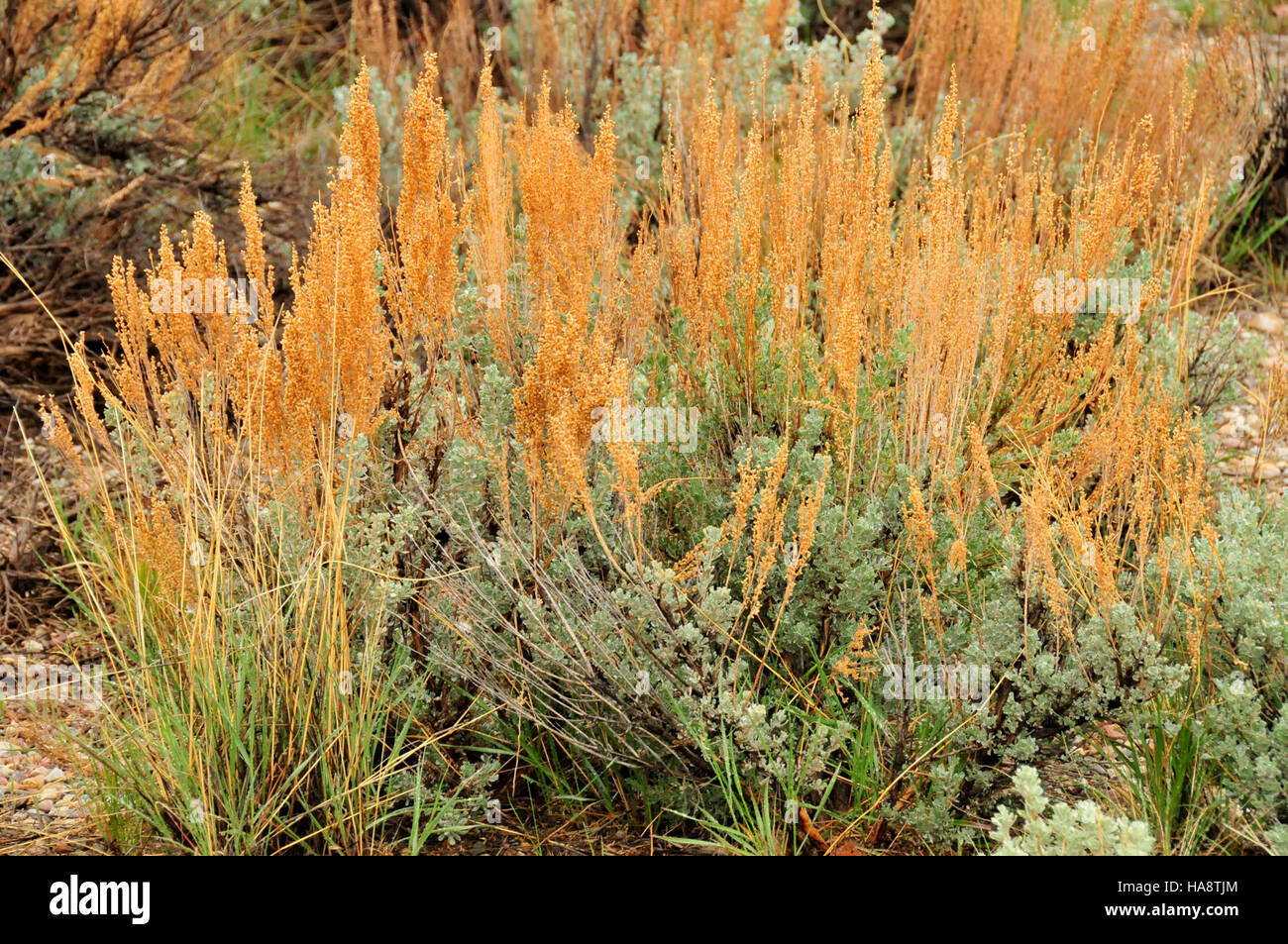 Artemisia tridentata ssp. Wyomingensis, allgemein bekannt als Wyoming Big Sagebrush, ist mit Samenstielen im Seedskadee National Wildlife Refuge zu sehen. Dieser Sträucher ist eine Schlüsselart im Ökosystem der Region, unterstützt die lokale Tierwelt und trägt zur Artenvielfalt des Schutzgebiets bei. Stockfoto
